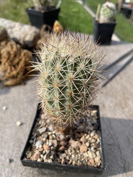 Echinomastus warnockii